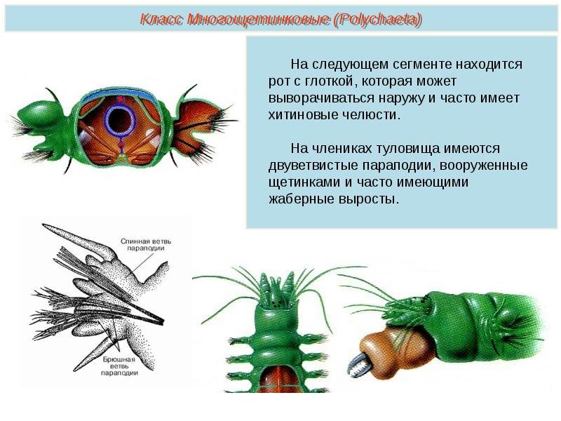 Параподии. Параподии кольчатых. Параподии полихет. Параподии кольчецов. Кольчатые черви параподии.
