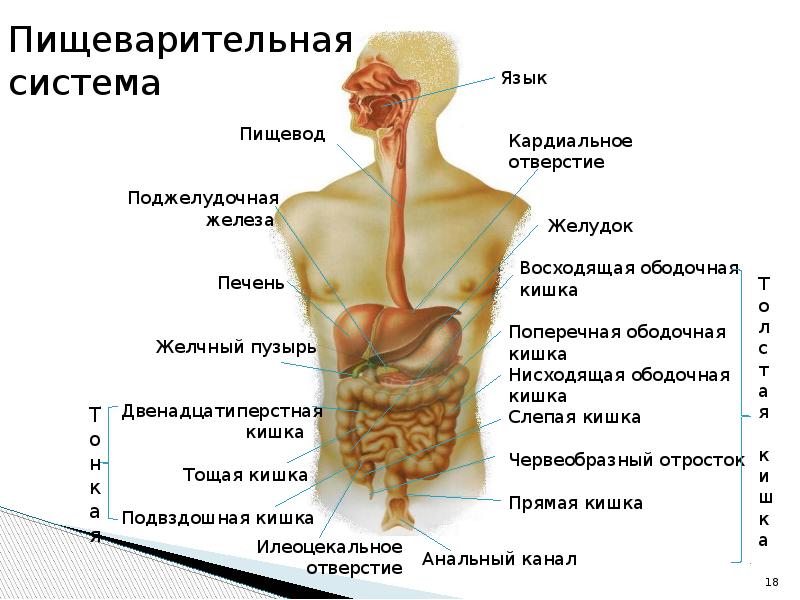 Проект по анатомии 10 класс