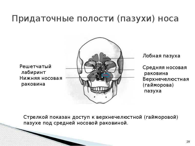 Анатомия носа и околоносовых пазух презентация