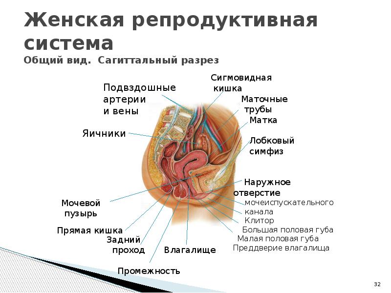 Женская репродуктивная система 47 фото Женская репродуктивная система 47 фото