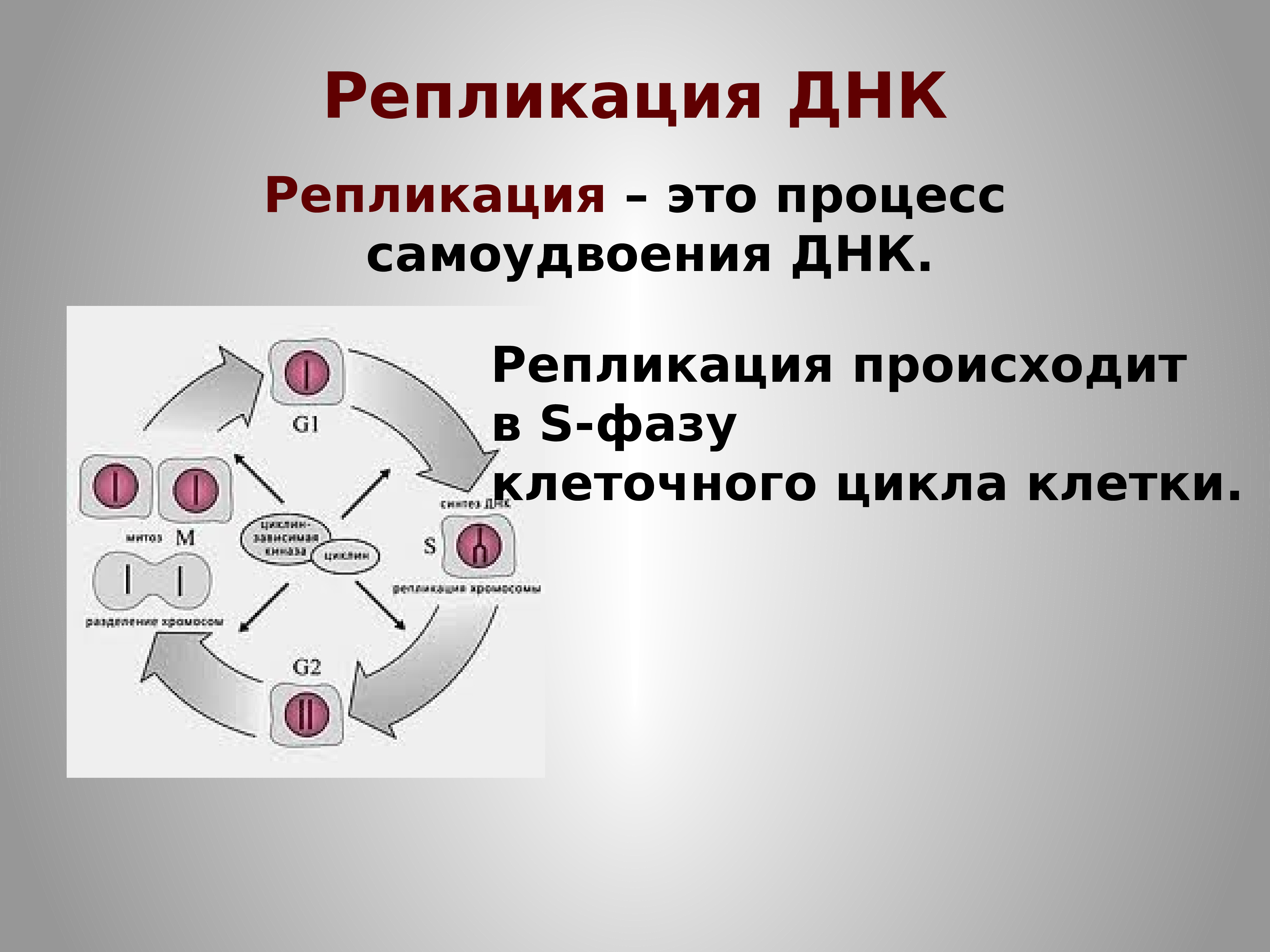 Самоудвоение днк. Процесс самоудвоения ДНК. Локальная репликация. Самоудвоение ДНК происходит жизненного цикла. Автономная репликация это.