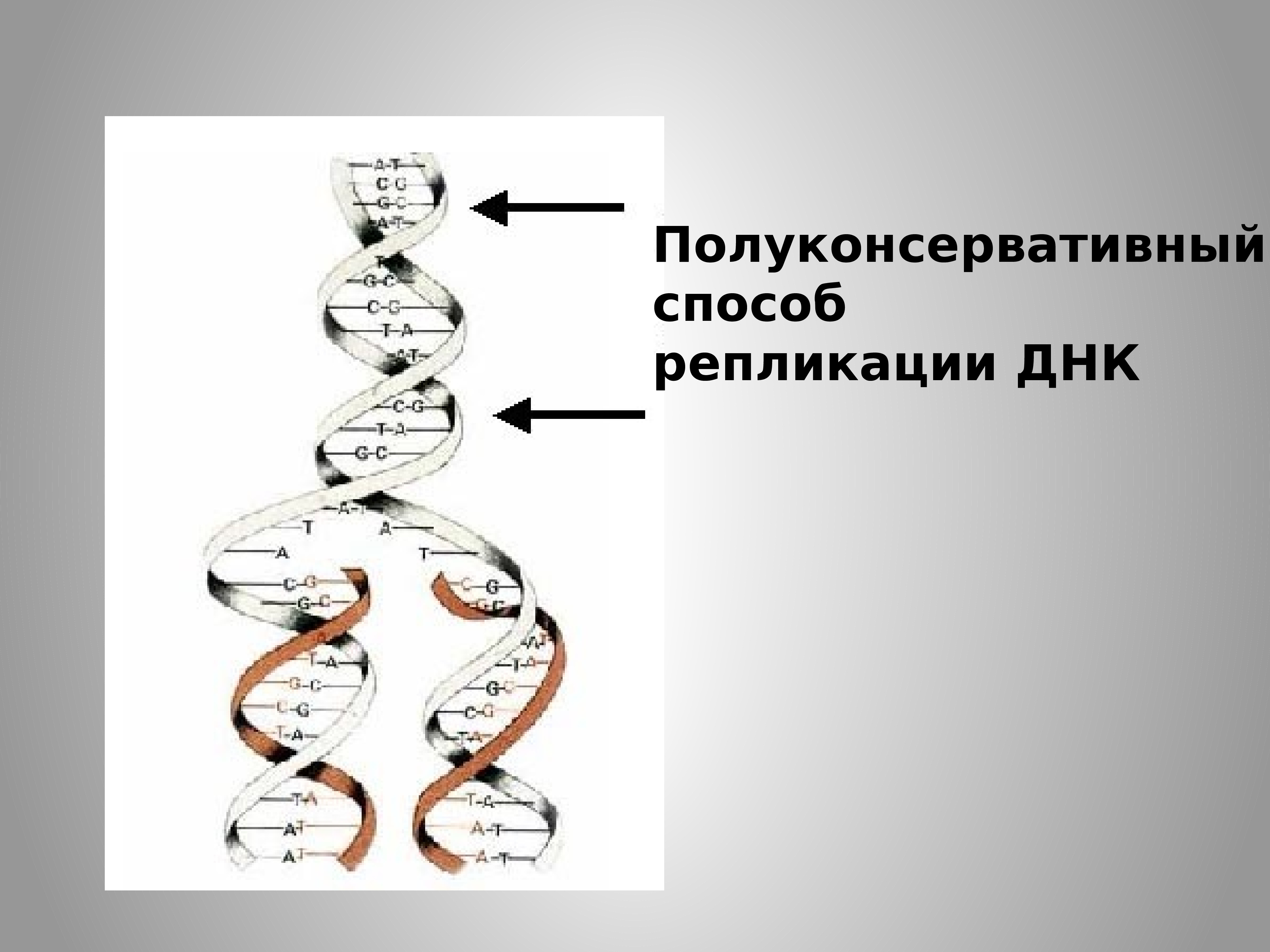 Репликация данных это. Схема полуконсервативной репликации ДНК. Полуконсервативный метод репликации ДНК. Репликация ДНК полуконсервативный механизм репликации ДНК. Полуконсервативная репликация ДНК. Механизм репликации.