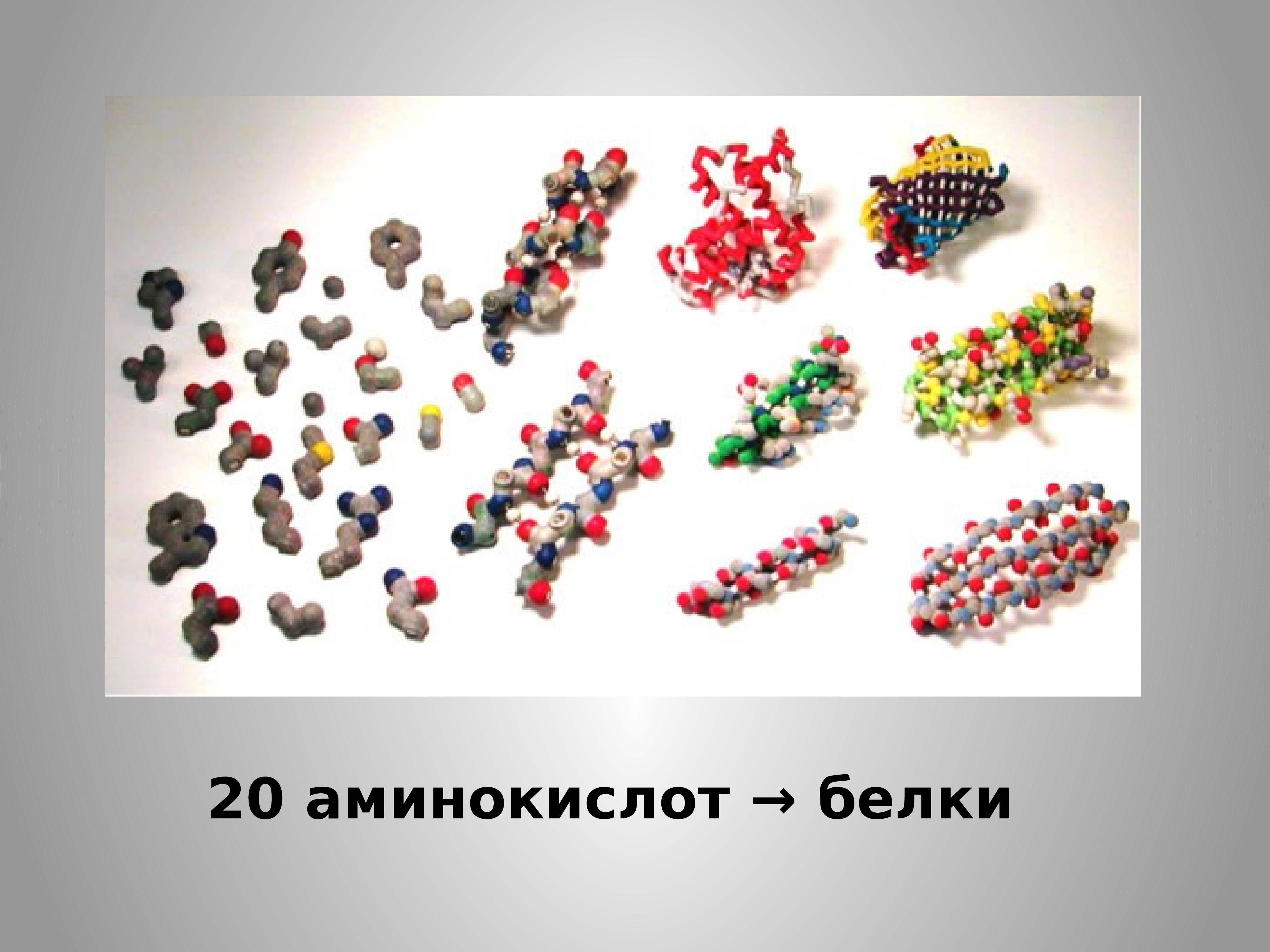 20 белков. 20 Аминокислот белков. Белки аминокислоты. Аминокислоты в белках. Амины аминокислоты белки.