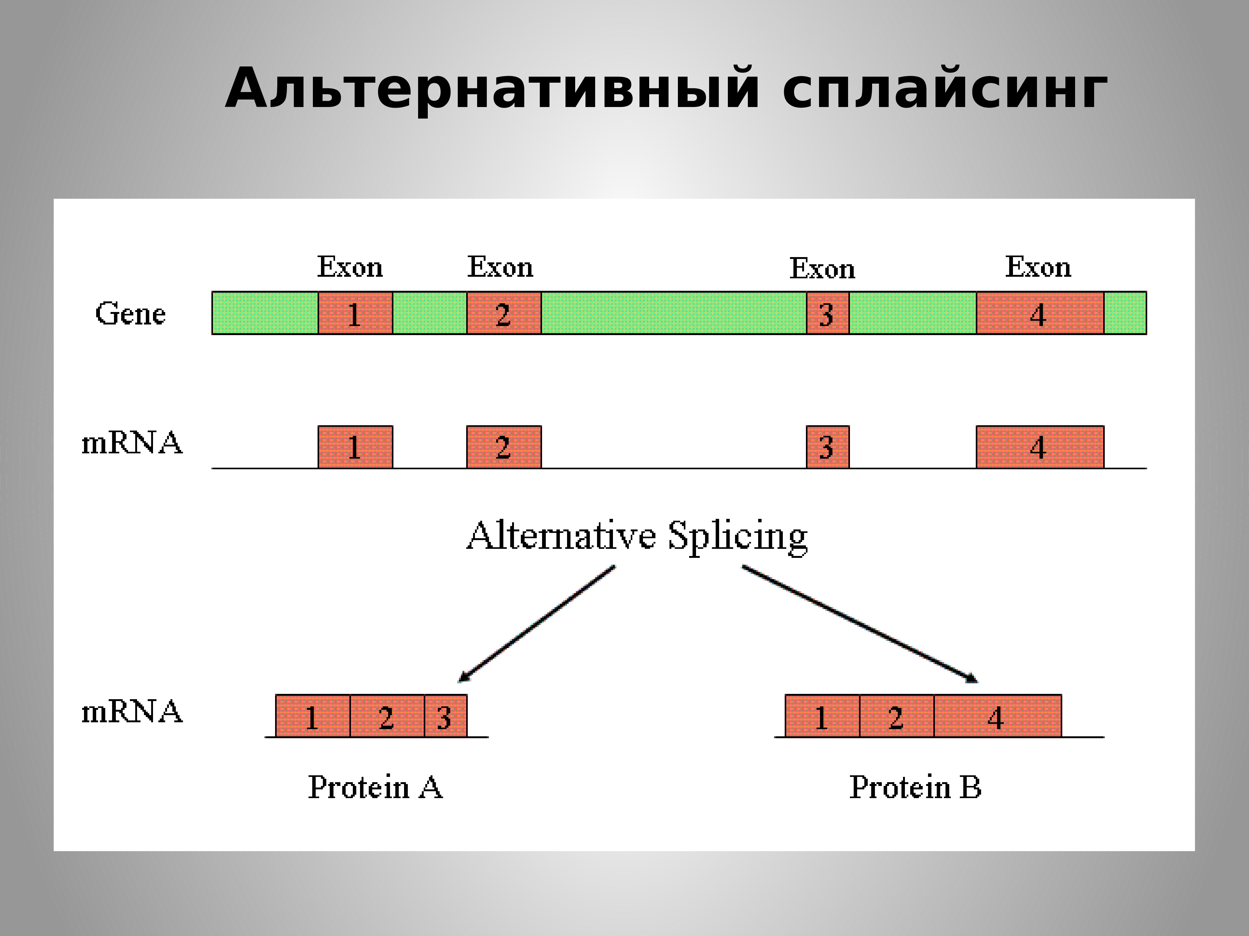 Сплайсинг рнк у эукариот. Сплайсинг Гена. Альтернативный сплайсинг РНК. Схема альтернативного сплайсинга у эукариот. Альтернативный сплайсинг у эукариот.