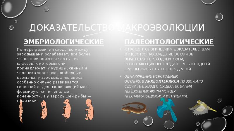7 доказательств. Палеонтологический эмбриологический. Доказательства эволюции палеонтологические эмбриологические.