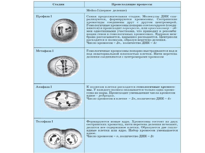 Фазы мейоза таблица с рисунками