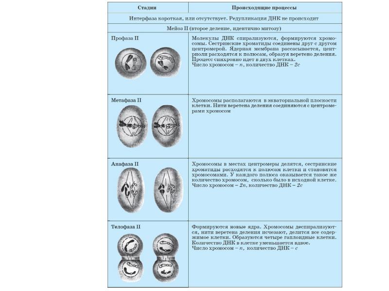 Фазы мейоза таблица с рисунками