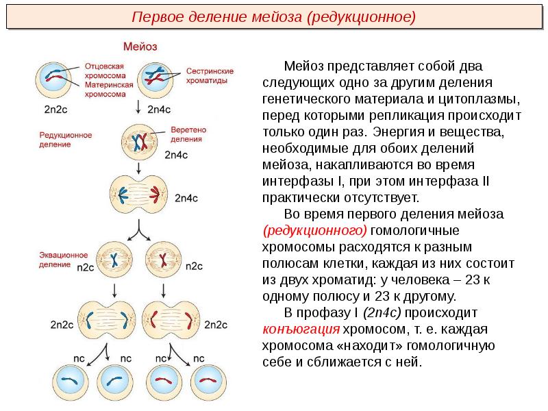 Презентация на тему мейоз