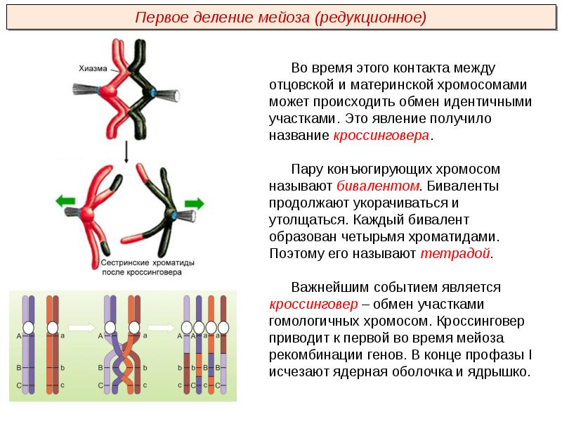 Каким номером на рисунке обозначена фаза мейоза в которой происходит кроссинговер