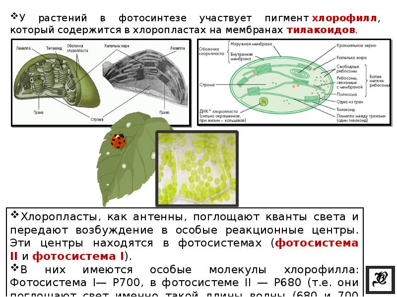 Биосинтез углеводов в организме проект