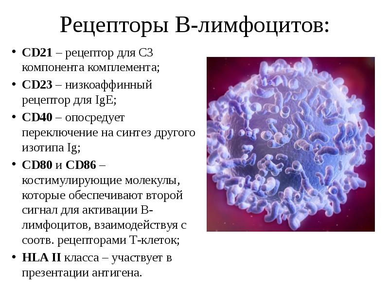 Т и б лимфоциты презентация