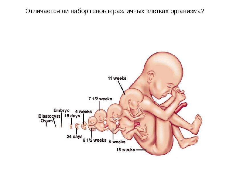 Ребенок по неделям беременности развитие фото