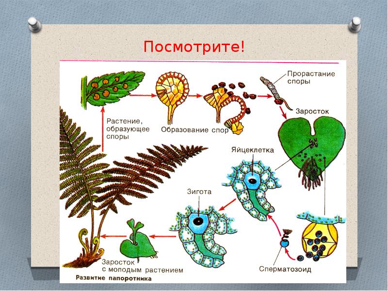 Характеристика споровых растений 7 класс биология