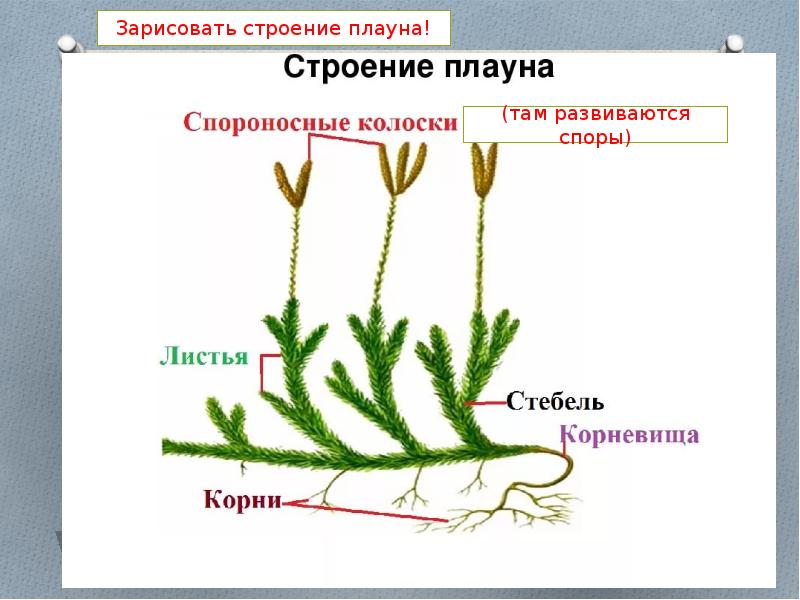 Рассмотрите изображения растений нителла земляника плаун баранец