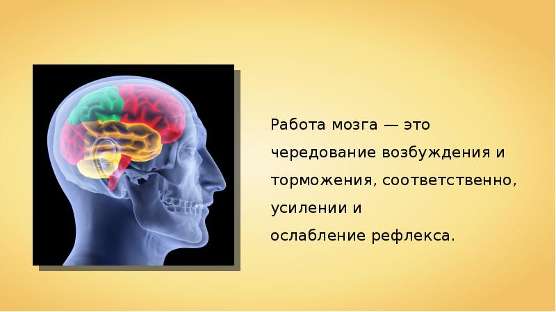 Рефлекторная деятельность головного мозга. Деятельность мозга. Высшая нервная деятельность мозг. ВНД человека.