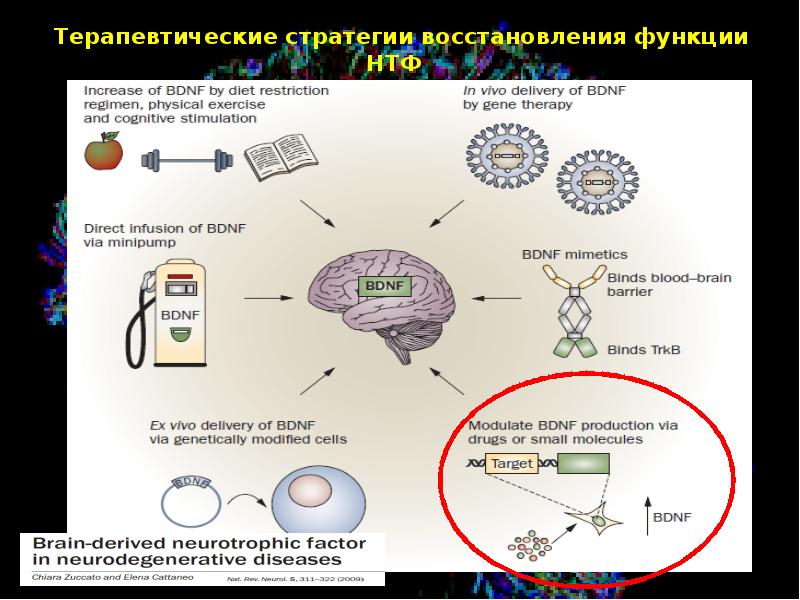 функциональная межполушарная асимметрия мозга. психическая травма и мозг. согенетивная расстройства. когнитивные функции. повреждения затылочной доли мозга.
