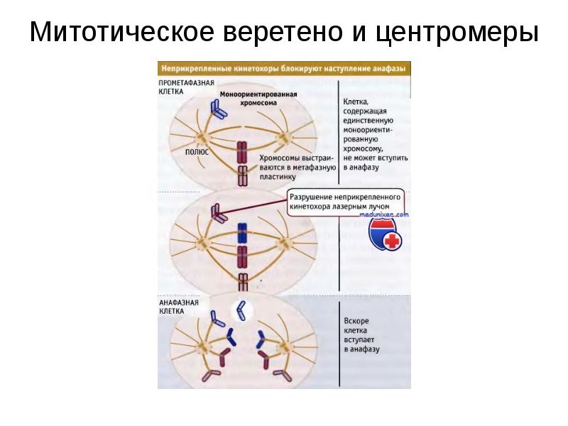 Какую роль выполняет центромера при митозе