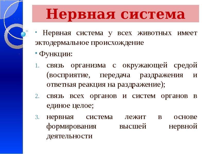 Нервная система  Нервная система у всех животных имеет эктодермальное происхождение