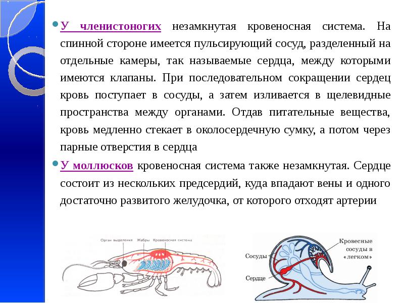 Органы кровеносной системы членистоногих