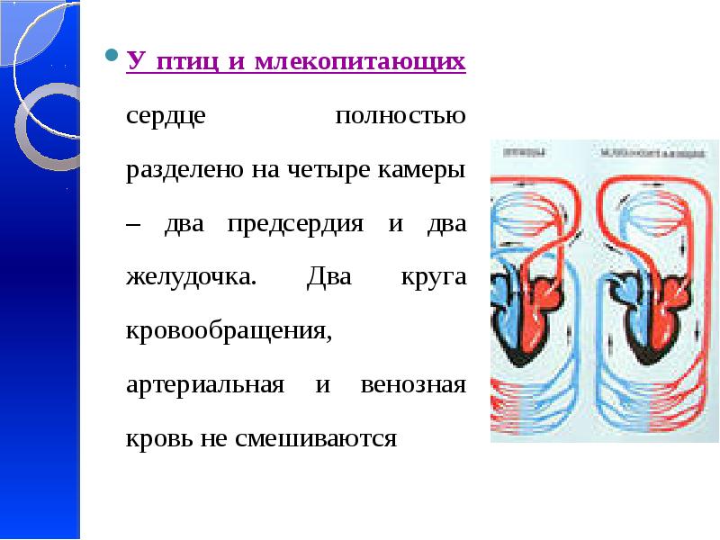 В сердце млекопитающих содержится