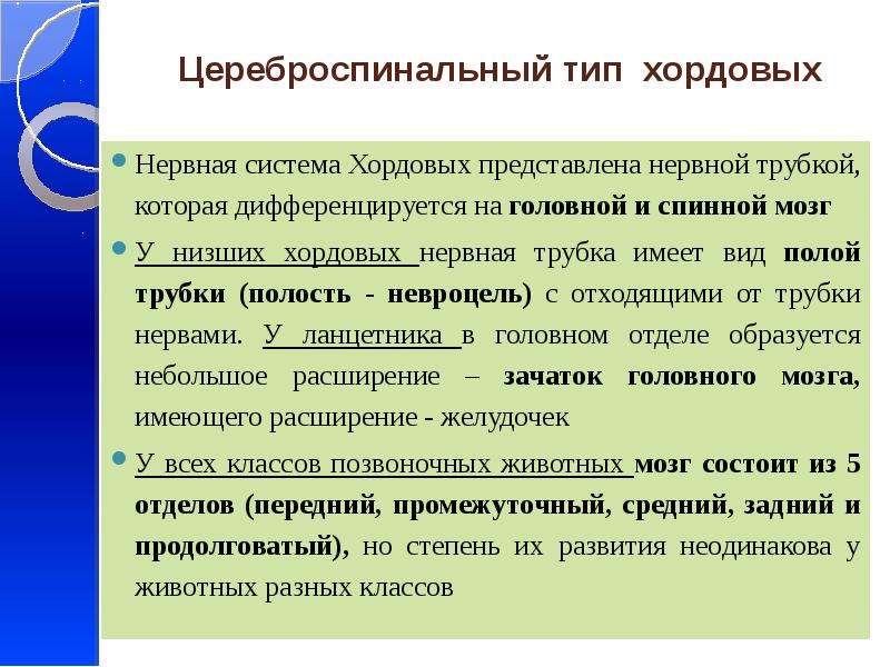 Цереброспинальный тип хордовых   Нервная система Хордовых представлена нервной трубкой,