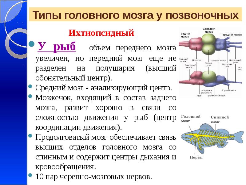 Презентация эволюция нервной системы животных 7 класс