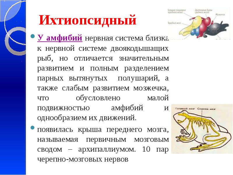 Ихтиопсидный У амфибий нервная система близка к нервной системе двоякодышащих рыб,