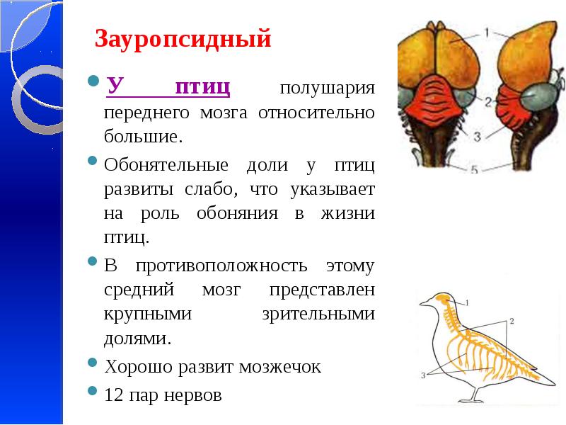 Состав головного мозга птиц. Функции большого полушария мозга у птиц. Передний мозг птиц. Передний отдел мозга птиц. Отделы головного мозга у птиц.