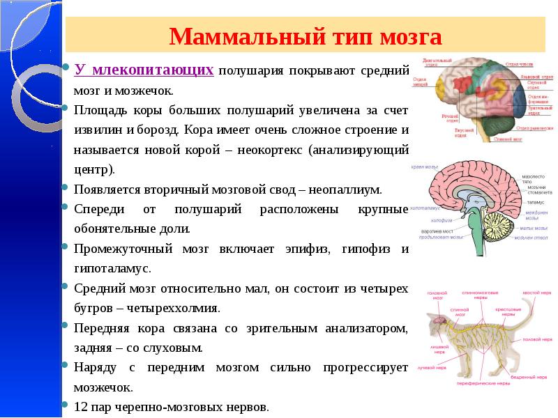Как называется отдел головного мозга млекопитающих. Строение коры головного мозга млекопитающих. Функция больших полушарий переднего мозга у млекопитающих. Строение отделов головного мозга млекопитающих. Передний мозг функции головного мозга млекопитающих.