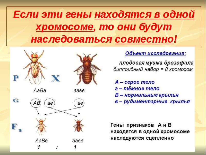 Презентация сцепленное наследование генов 10 класс профильный уровень