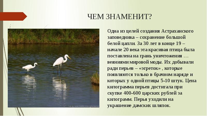 Астраханский заповедник что охраняет. Астраханский заповедник презентация. Астраханский заповедник доклад. Астраханский заповедник на карте. Астраханский заповедник логотип.