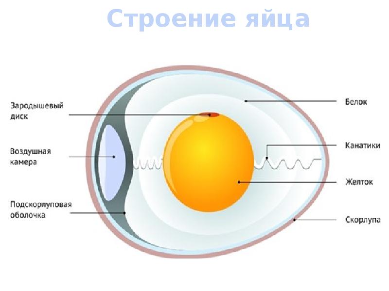 Строение яйца птицы схема