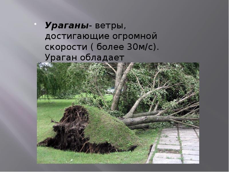 Ветер огромный скорости. Ветер с огромной разрушительной силой 30 м/с. Влияние деревьев на климат. Как деревья влияют на климат. Влияние деревьев на экологию города Краснодара.