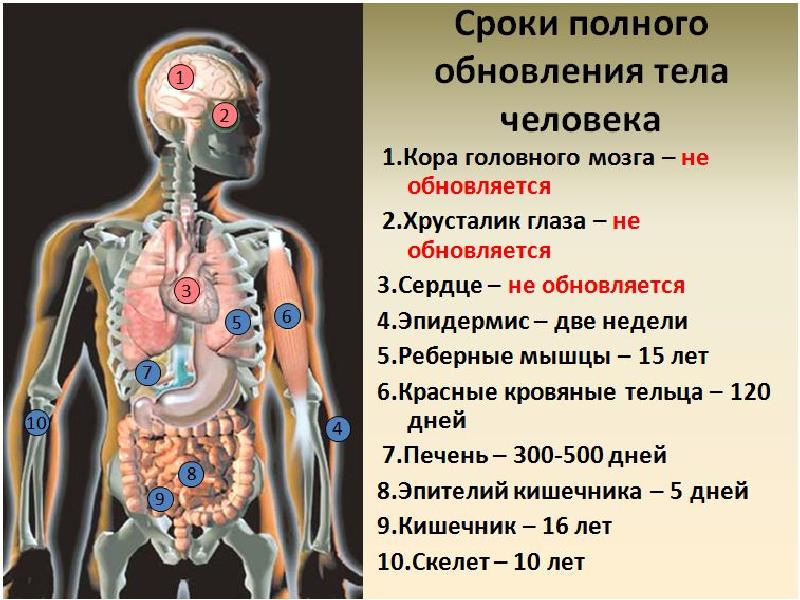 Биологическая структура человеческого тела презентация