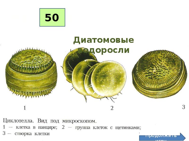 Таллом диатомовых водорослей. Центрические диатомеи. Таллом диатомовых водорослей. Таллом диатомовых водорослей. Диатомовые водоросли кораллина.