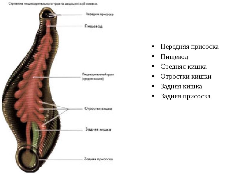 Средняя кишка презентация