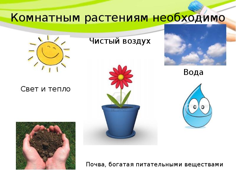 Где нужны цветы. Что нужно растениям для питания. Опыт воздух нужен растениям. Для чего нужна вода растениям. Вывод растениям необходим воздух.