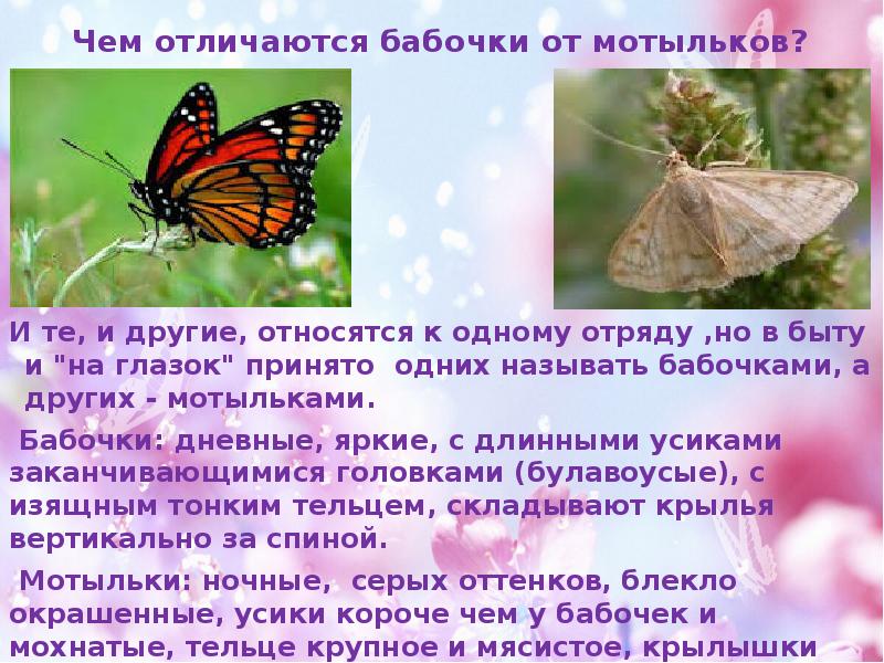 Чем отличаются бабочки от мотыльков? И те, и другие, относятся к
