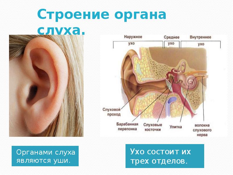 Презентация орган слуха и равновесия 8 класс