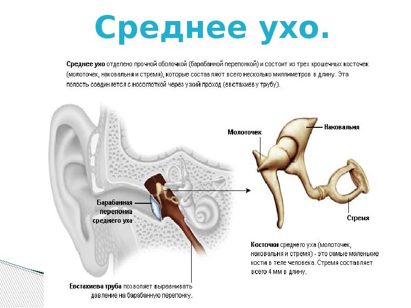Опишите строение и работу среднего уха. Полость среднего уха функции. Структура среднего уха человека. Строение полости среднего уха. Молоточек среднее ухо строение.