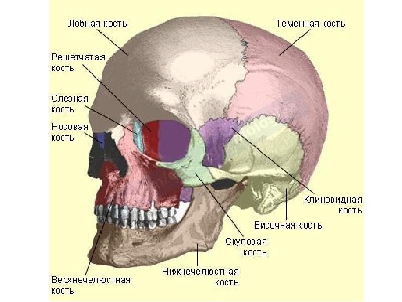 Соединение лобной и теменной кости. Строение кости черепа человека. Мозговой отдел черепа анатомия. Лобная кость. Решетчатая кость. Строение теменной кости черепа человека.