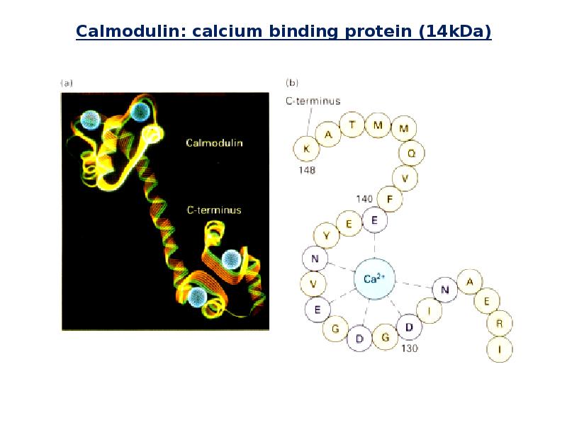 Calmodulin: calcium binding protein (14kDa) Calmodulin: calcium binding protein (14kDa)