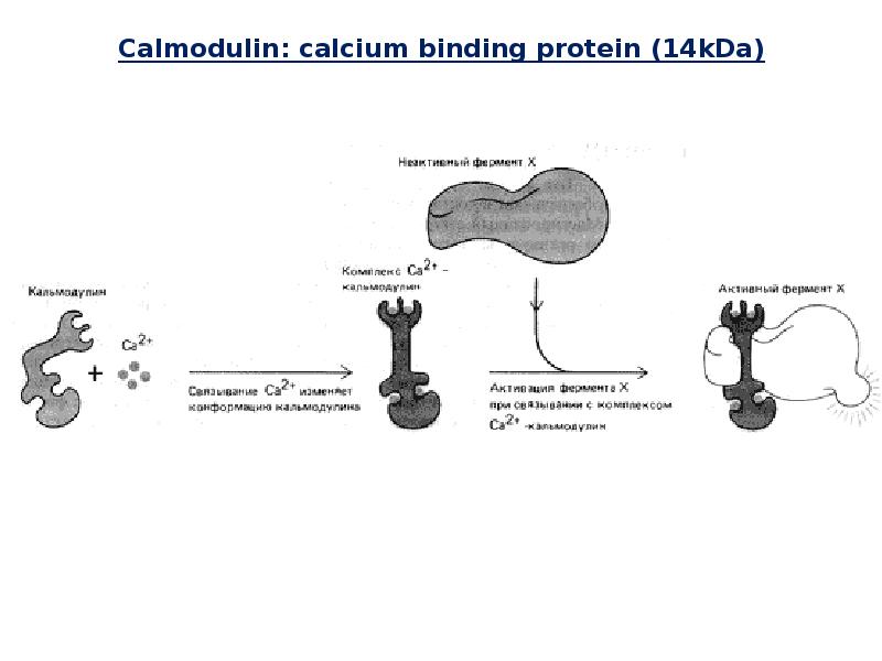 Calmodulin: calcium binding protein (14kDa) Calmodulin: calcium binding protein (14kDa)