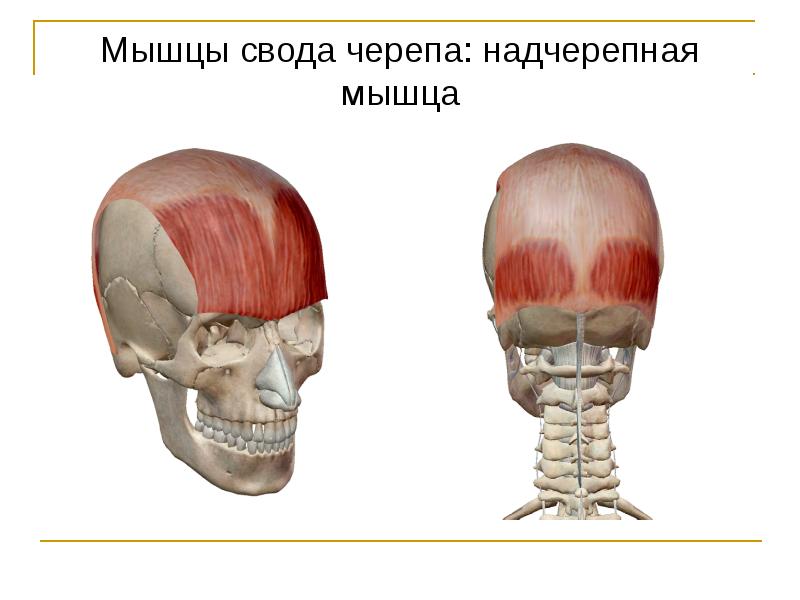 Головные мышцы. Миология мышцы головы и шеи. Лобное брюшко надчерепной мышцы функции. Затылочное брюшко затылочно-лобной мышцы. Затылочное брюшко надчерепной мышцы.