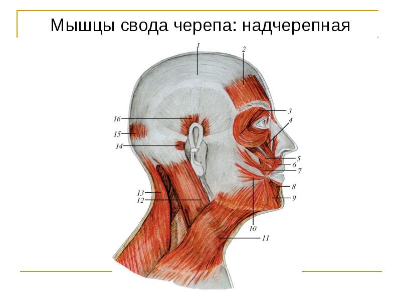 Мышцы головы и шеи презентация