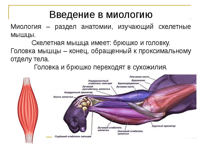 Миология в схемах и таблицах