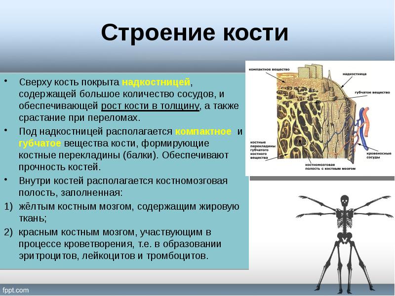 Биология 8 класс проект опорно двигательная система