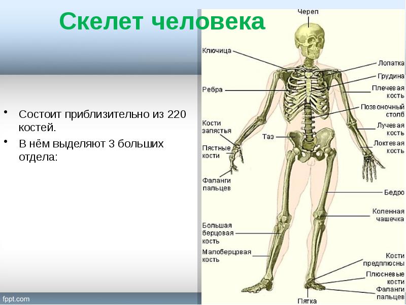 Костная система презентация