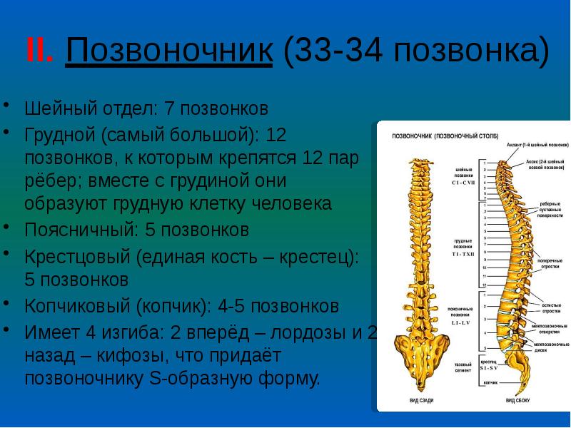 Где находится 6 и 7 шейный позвонок у человека фото