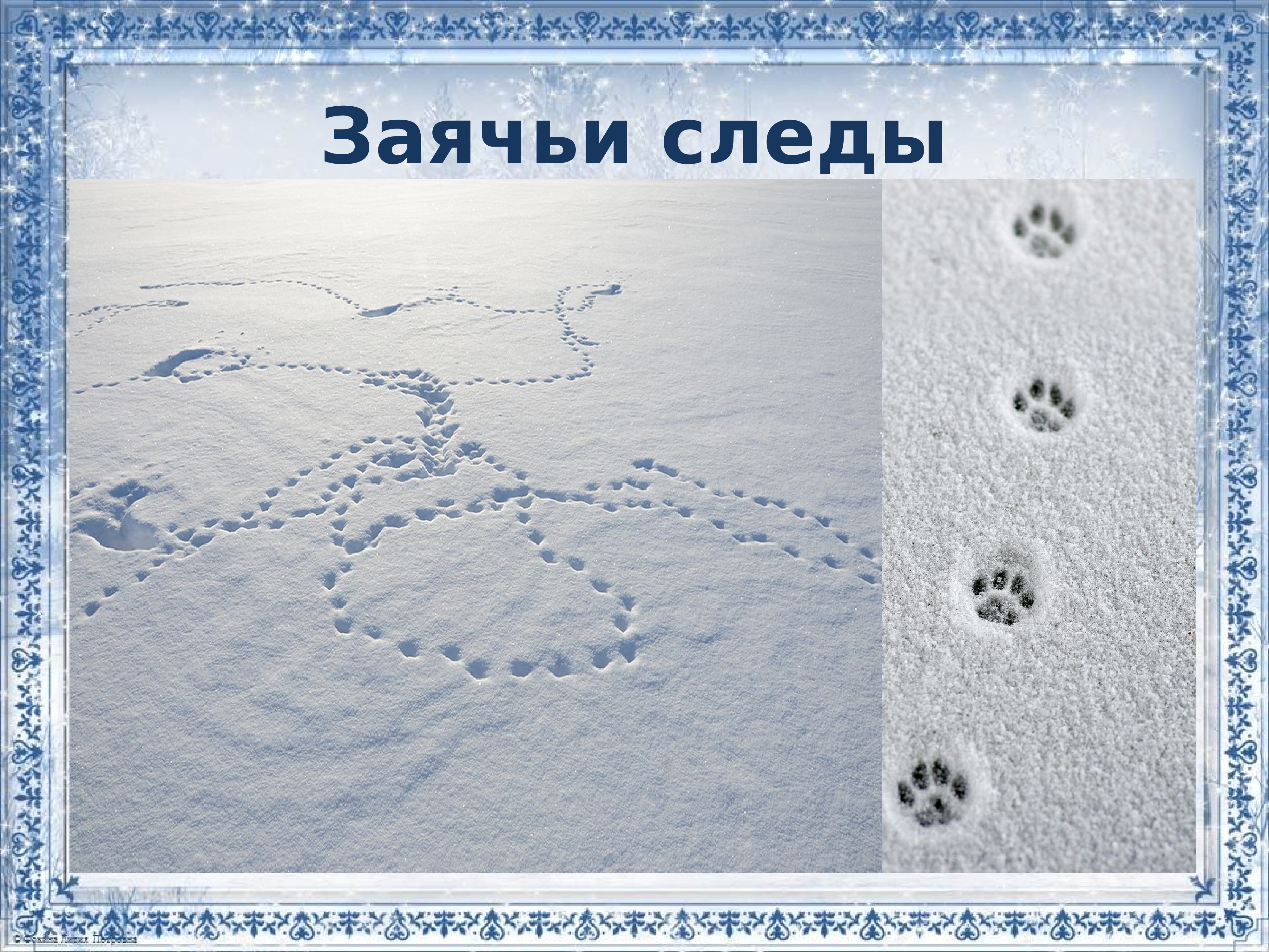 Заячьи и лисьи следы на снегу. Картина следы зайца. Следы зайца на снегу. Заячьи следы на снегу для детей. Следы зайца зимой на снегу.